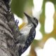Hairy Woodpecker by Shelly